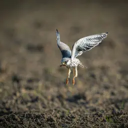 Avatar for Moh Solikin