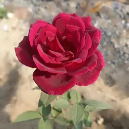 Avatar for Anurag Sahani