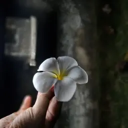 Avatar for Sangita Boro