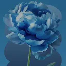 Avatar for Aamil Ain