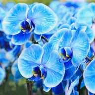 Avatar for Parsa Kamaran