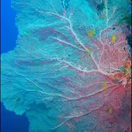 Avatar for JAGDISH H V