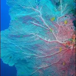 Avatar for JAGDISH H V