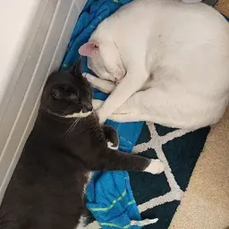 Avatar for Domenic Hadaller