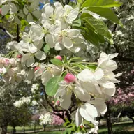 Avatar for Alison Caban