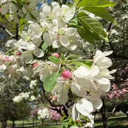 Avatar for Alison Caban