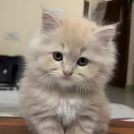 Avatar for Maria Saleem