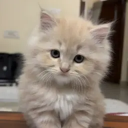 Avatar for Maria Saleem