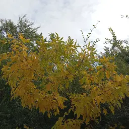 Avatar for Elizabeth Frolova