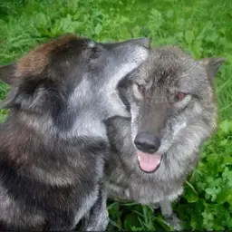 Avatar for Moon Swish