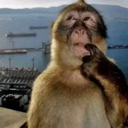 Avatar for Vin Le Champ