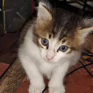 Avatar for Navaneeth Vinod