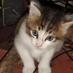 Avatar for Navaneeth Vinod