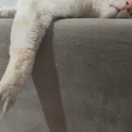 Avatar for Daniel Ahmed