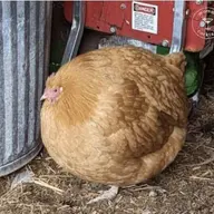 Avatar for nittx kama