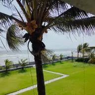 Avatar for Ayansh Sarkar