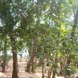 Avatar for Thariq Rafiq