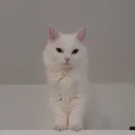 Avatar for Karim Riggon