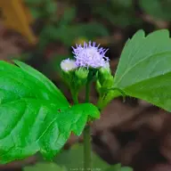 Avatar for Sofiq Maulana