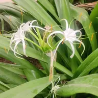 Avatar for Garima Saini