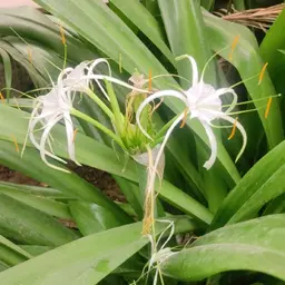 Avatar for Garima Saini