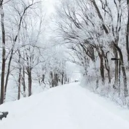 Avatar for Maiar Azem