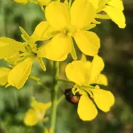 Avatar for Ashutosh Roy