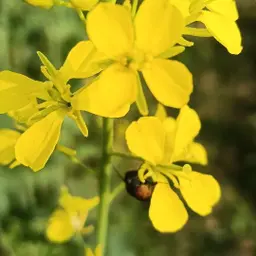 Avatar for Ashutosh Roy