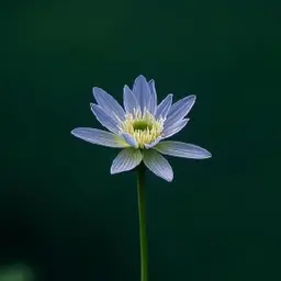 Avatar for Puru Sahu