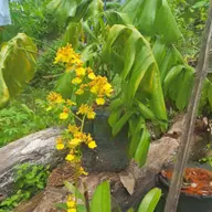 Avatar for Maryann Taripe