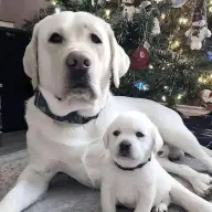 Avatar for Imoni Bee