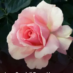 Avatar for Atharv Singh