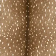 Avatar for Jazmin Mendez