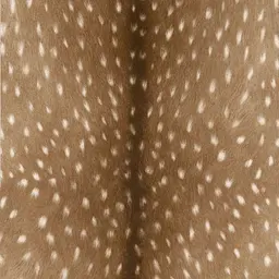 Avatar for Jazmin Mendez