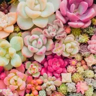 Avatar for Nikita Maddison