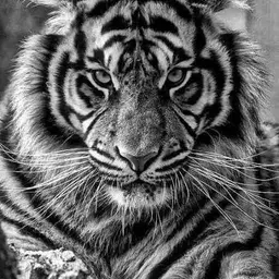 Avatar for Rathod DARSHANA