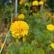 Avatar for M.B. Madhumitha