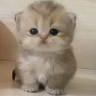 Avatar for Krisha Dey