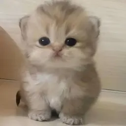 Avatar for Krisha Dey