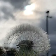 Avatar for Angela Marino