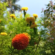 Avatar for Monotosh Dalui