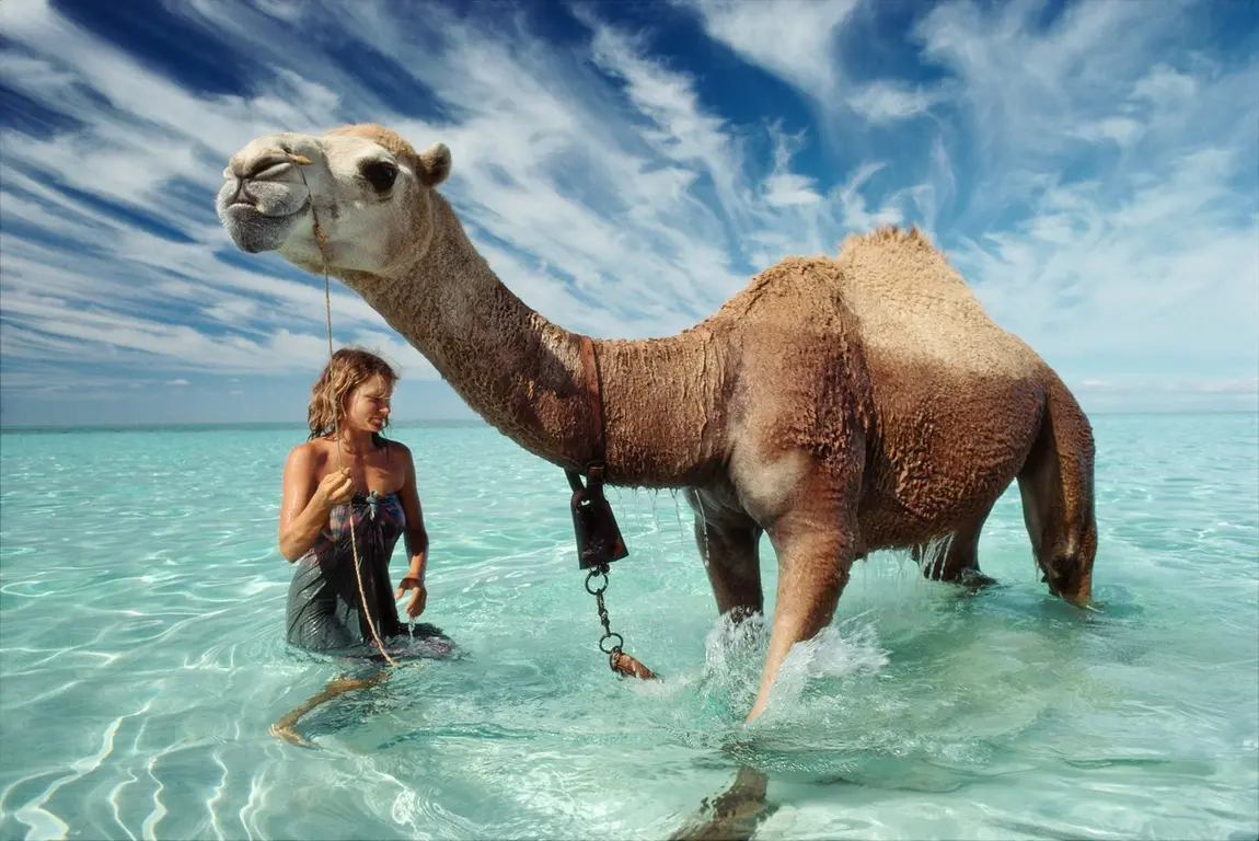 Image for Robyn Davidson reaches Australia’s Indian Ocean at the end of her 1700 mile 9 month solo camel trek1