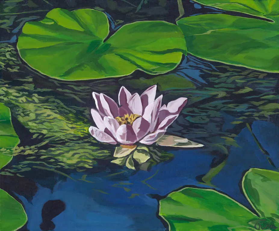 Image for Peaceful Waterlily