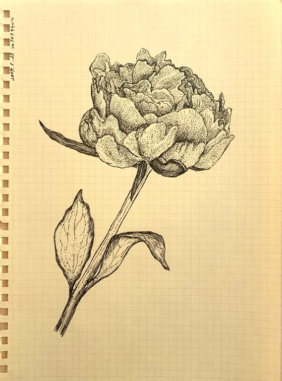 Image for Peony Sarah Bernhardt