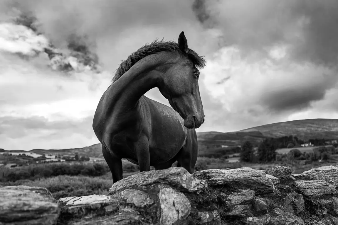 Image for The Keeper of the Castle, Ireland