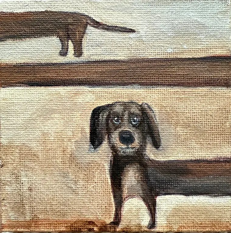 Image for Dachshund