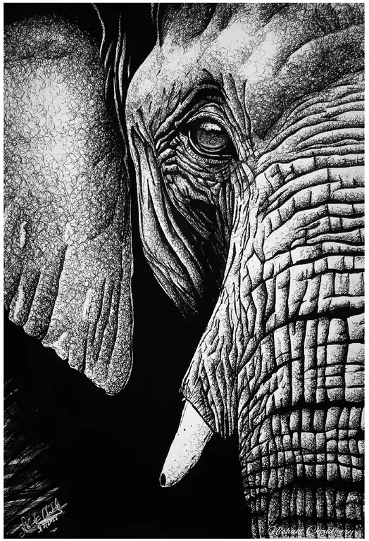 Image for Wisdom of the Wild