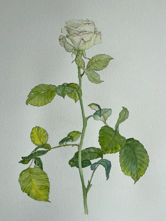 Image for Rose