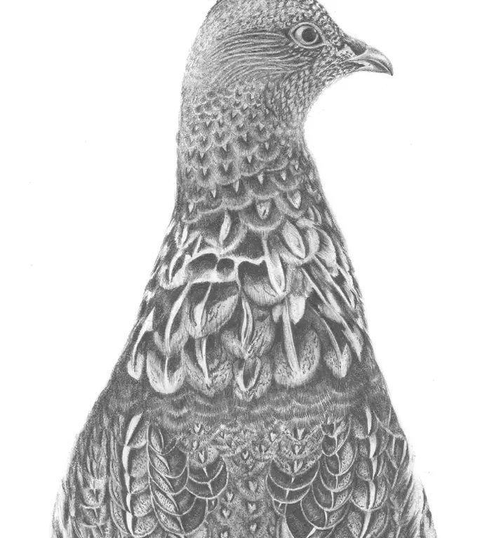 Image for Grouse Two