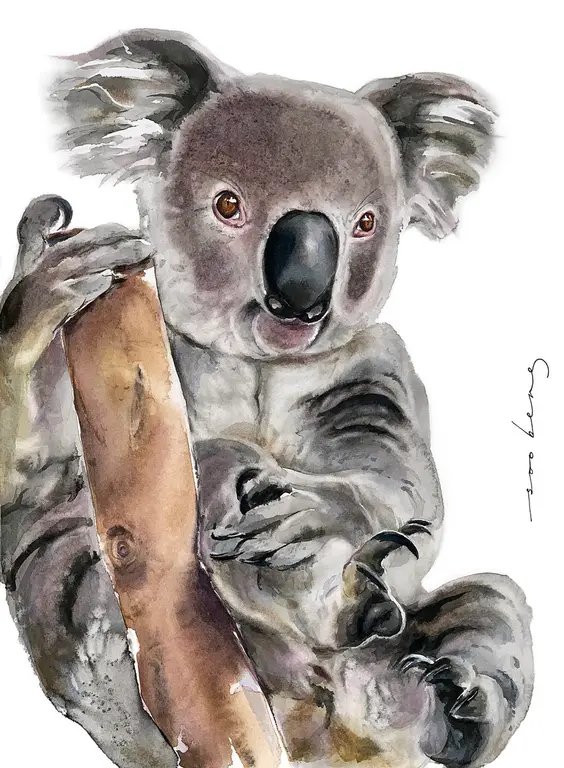 Image for Koala Cuddles